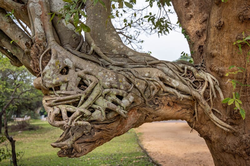 Figuier étrangleur sur un vieil arbre dans un parc public au centre du Sri Lanka. Le figuier tuera lentement son hôte au fil des ans.