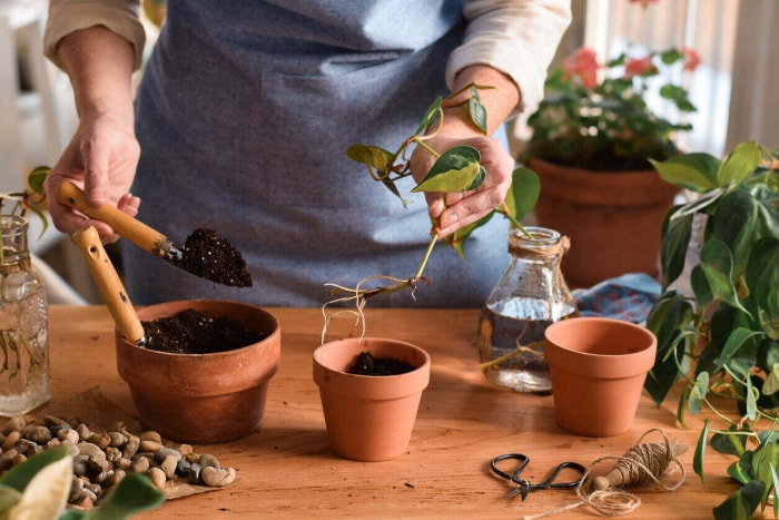 Femme plantant une bouture de pothos à racines nues dans un pot en terre cuite