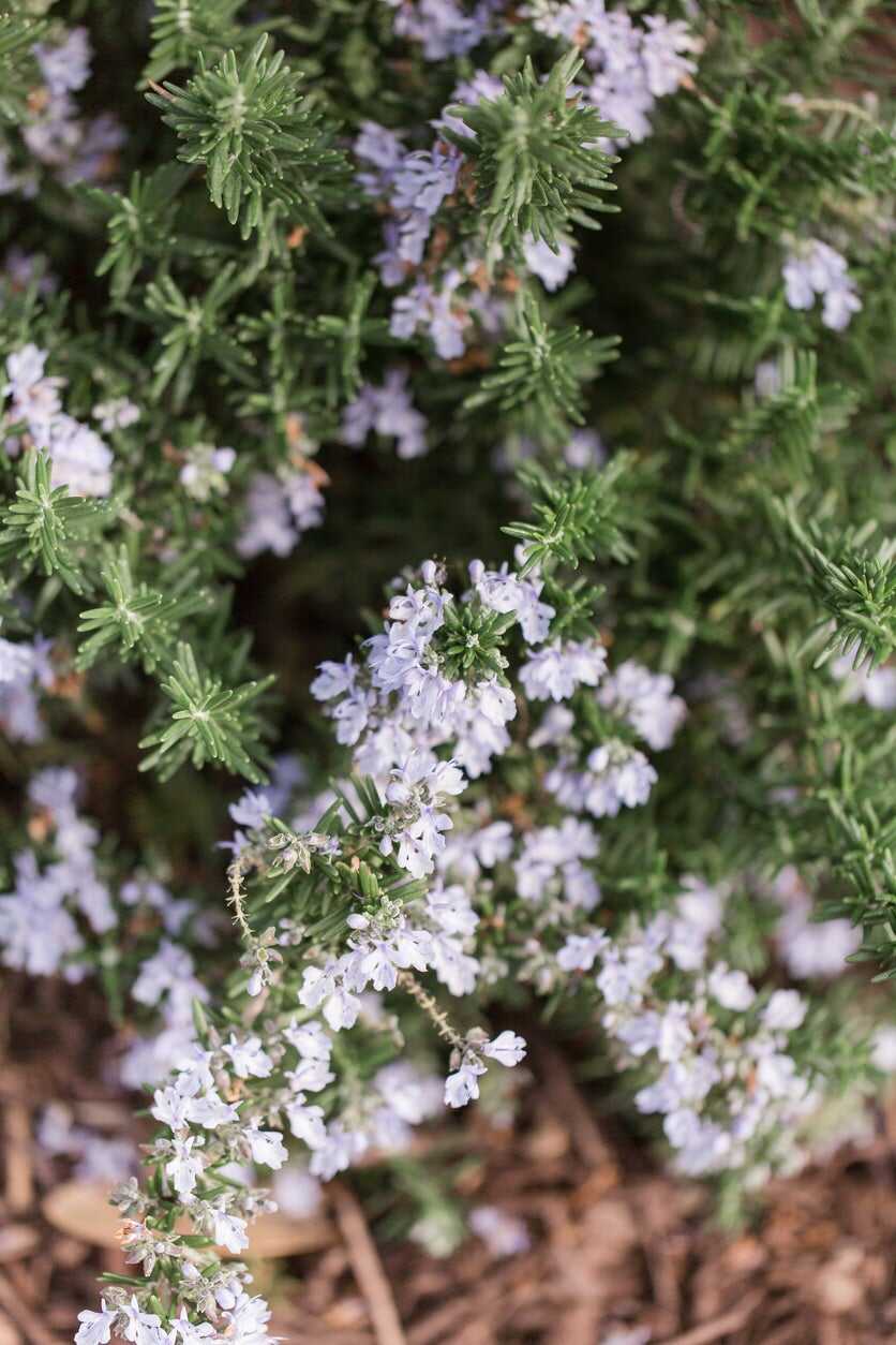 Fleurs comestibles : 15 belles fleurs qui sont aussi délicieuses