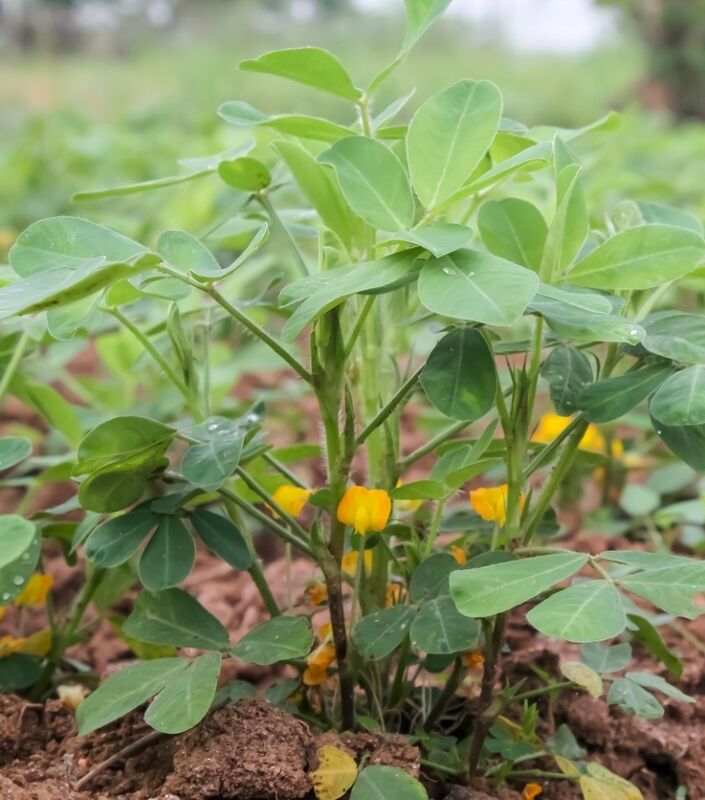 Des fleurs jaunes ont fleuri sur les plants d'arachides