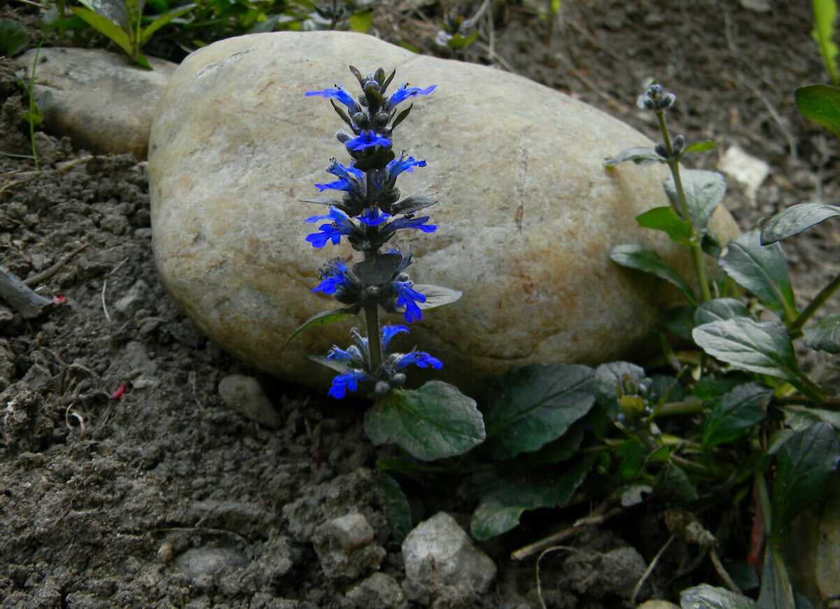 Les 15 meilleures plantes pour les rocailles