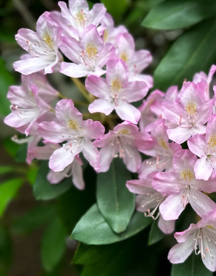 Fleurs de rhododendrons roses.