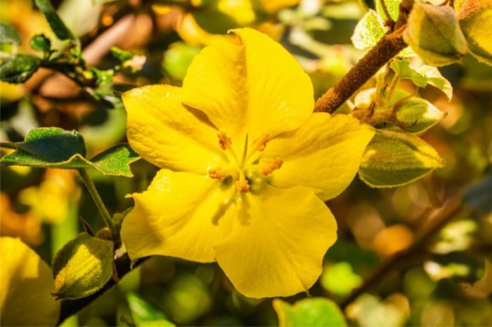 plantes indigènes