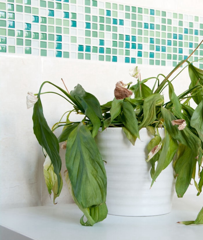 Un exemple de plante d'intérieur qui n'a pas eu assez d'eau. Spathiphyllum (Lis de la paix) presque mort dans un pot en céramique blanc devant des mosaïques de carreaux muraux en céramique vert et crème. L'accent est mis sur le centre de la plante avec un flou de profondeur de champ.