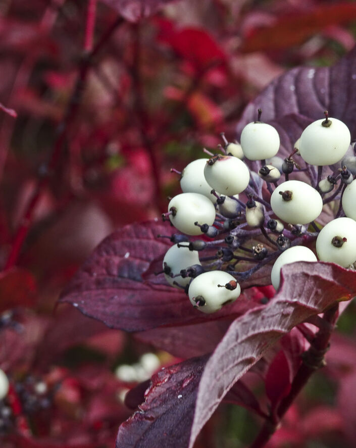 Baies blanches de cornouiller rouge sur une branche aux feuilles rouges.