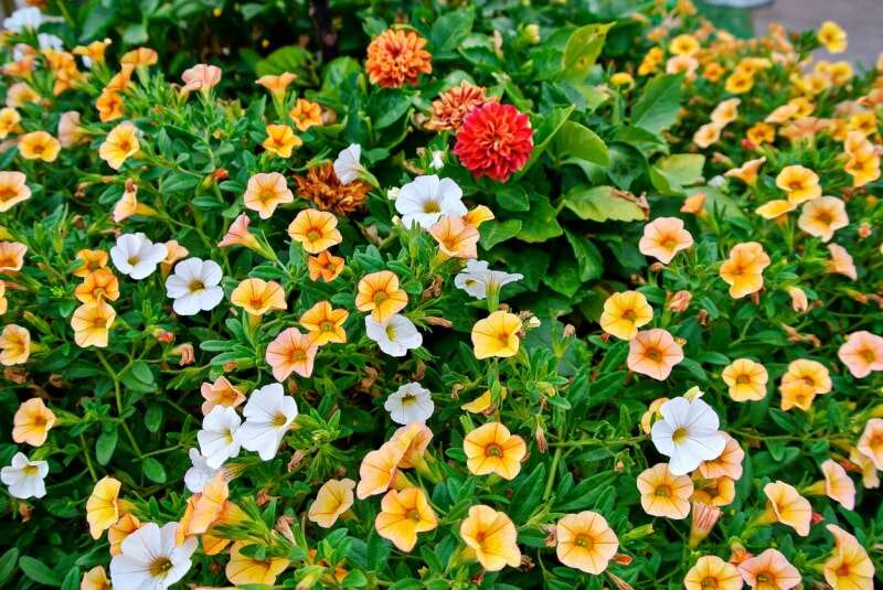 iStock-1213764570 fleurs annuelles calibrachoa.jpg