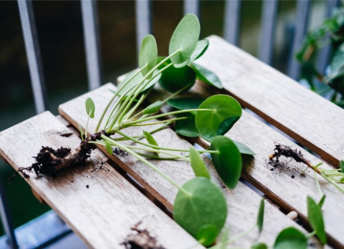 soin du pilea et propagation du pilea