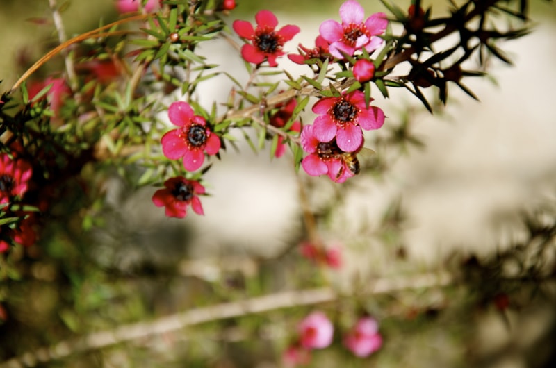 Gros plan d'une branche d'arbre à thé de Nouvelle-Zélande avec des feuilles pointues et des fleurs rouge vif.