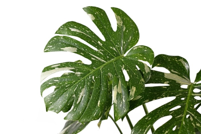 plantes panachées - monstera