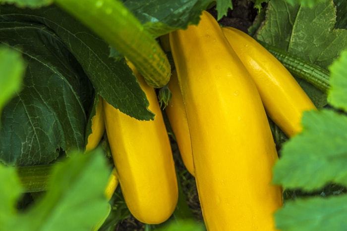 vue rapprochée de courgettes jaunes poussant dans un jardin