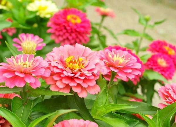 Zinnia