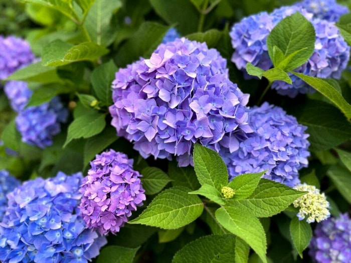 Plante d'hortensia aux grandes fleurs bleues et violettes.