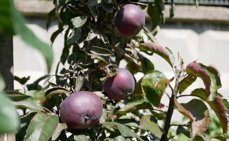 iStock-1164939638 Pommes résistantes aux maladies Williams Pride Apple on Tree.jpg