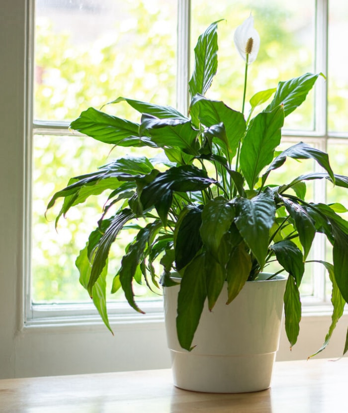 Plante de lys de la paix dans une maison lumineuse