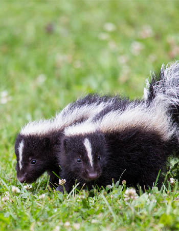 Quel animal creuse des trous dans mon jardin