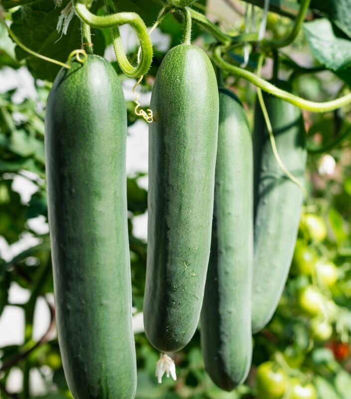 Gros concombres suspendus à la vigne dans le jardin.