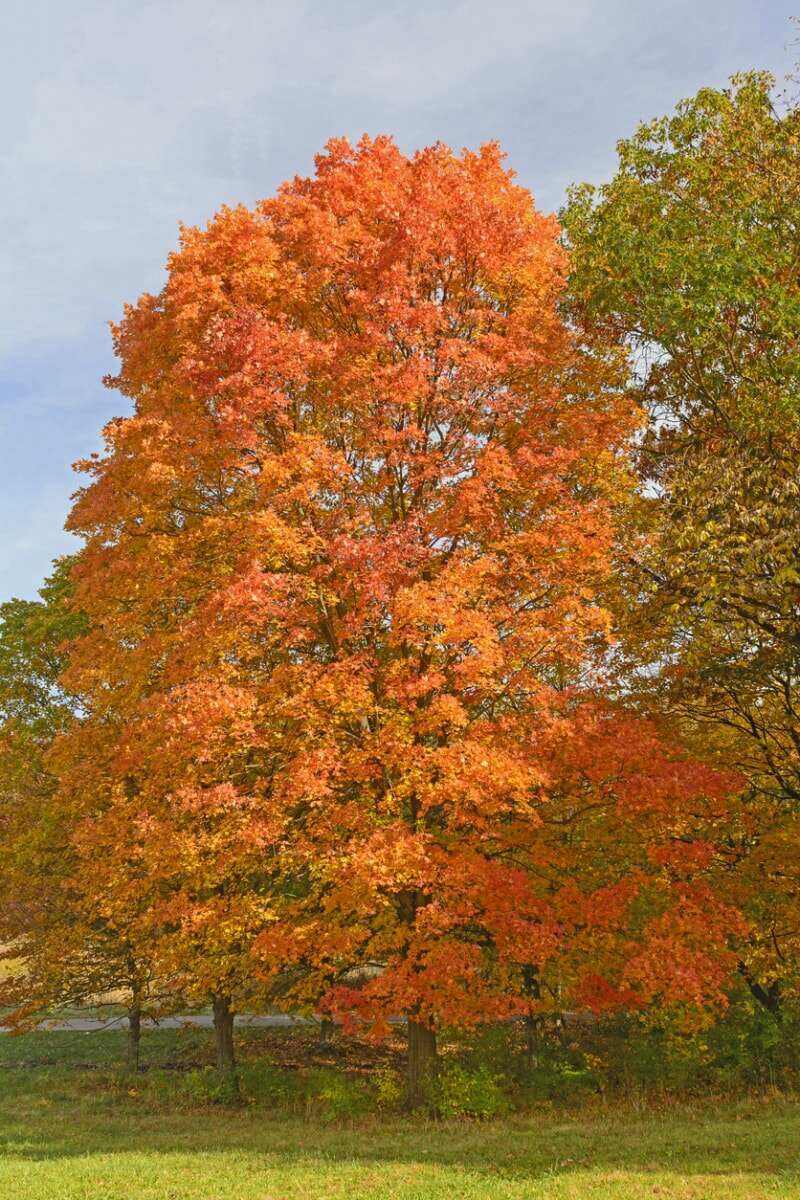 meilleurs arbres pour l'arrière-cour érable à sucre avec des feuilles orange vif en automne