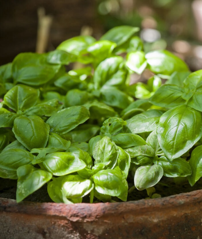 Les meilleures herbes à cultiver en intérieur