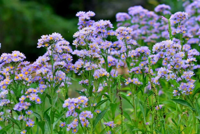 10 transformations de jardin faciles et économiques