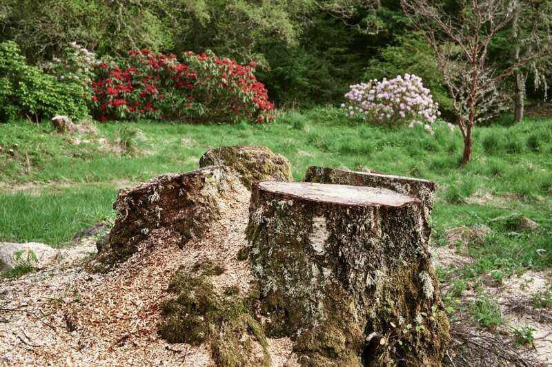 Coût de l'enlèvement d'une souche d'arbre Dois-je enlever une souche d'arbre