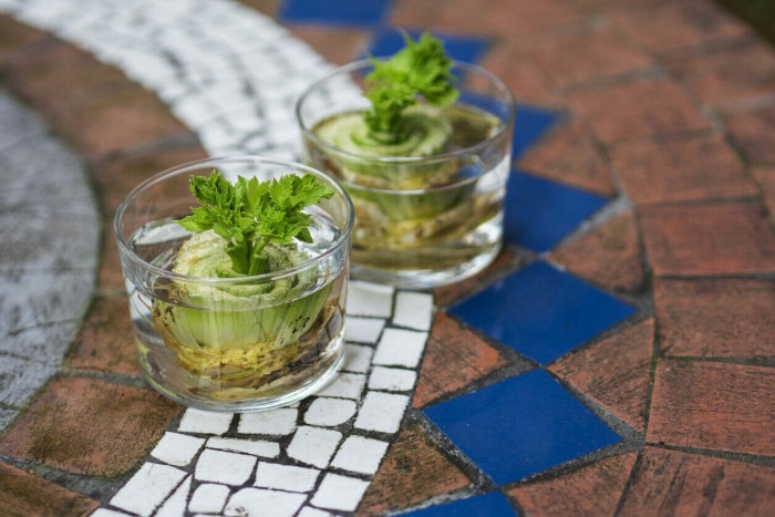 Propagation de plants de céleri dans de petits récipients en verre posés sur un comptoir carrelé.