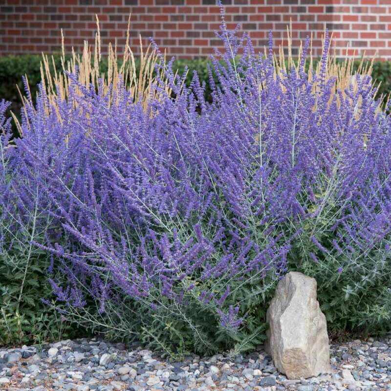 Un grand buisson de sauge russe avec des fleurs violettes.