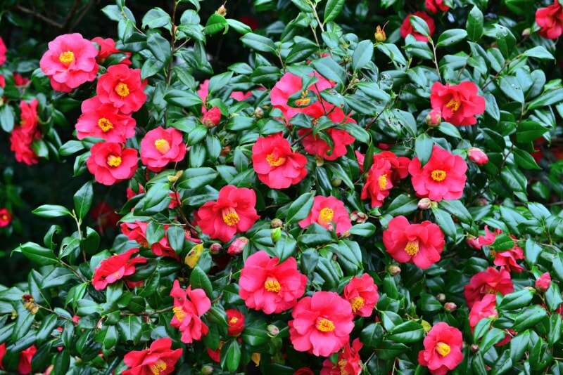 Fleurs rouge vif sur un arbuste de camélia.