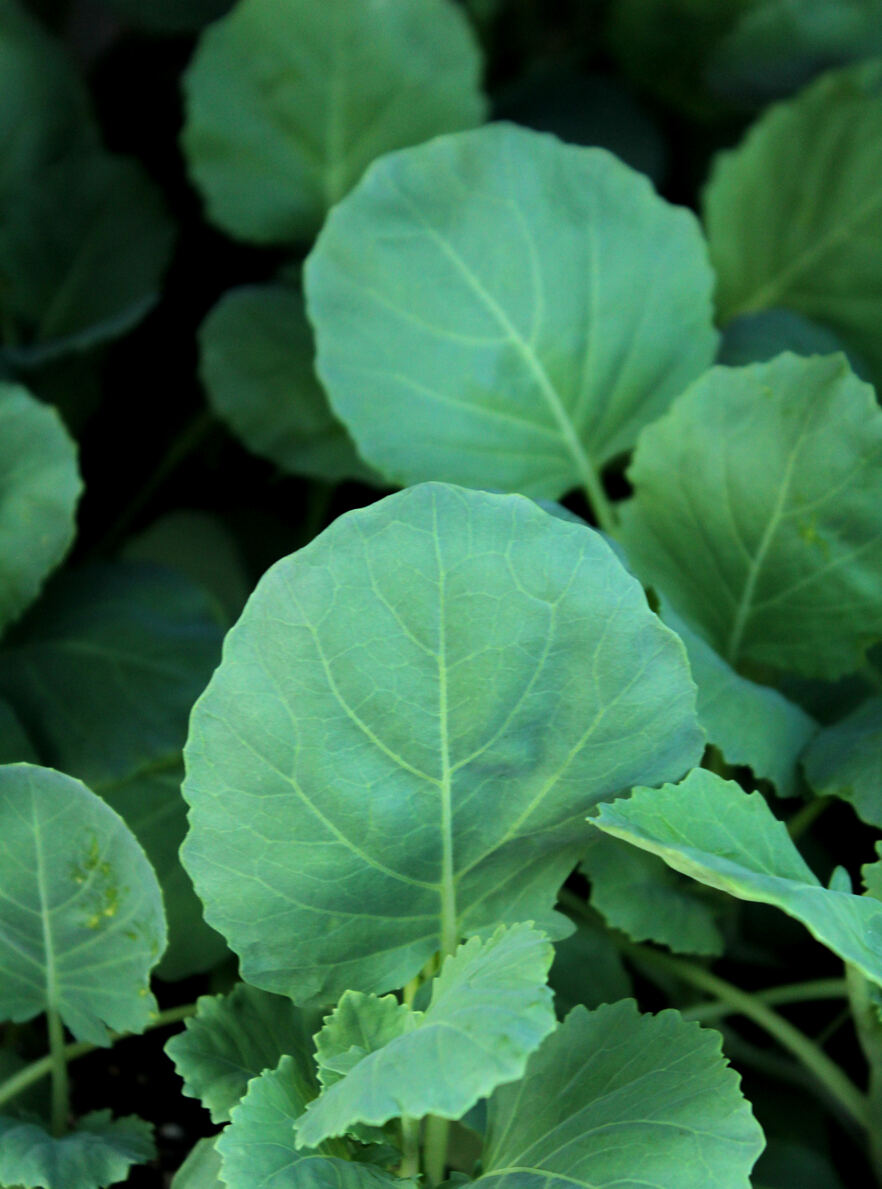 vue rapprochée des feuilles vertes rondes du chou vert de Géorgie poussant dans le jardin