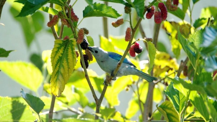 Un oiseau coloré bleu et blanc mangeant des mûres sur un mûrier dans un paysage résidentiel.