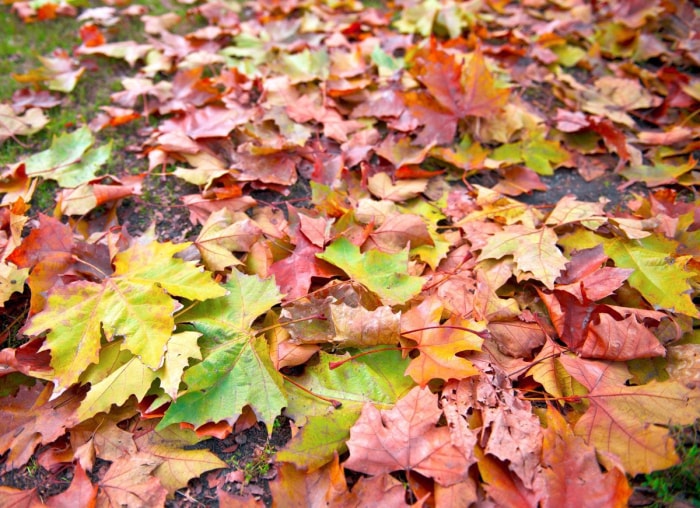 Les meilleures choses que vous pouvez faire pour votre jardin cet automne