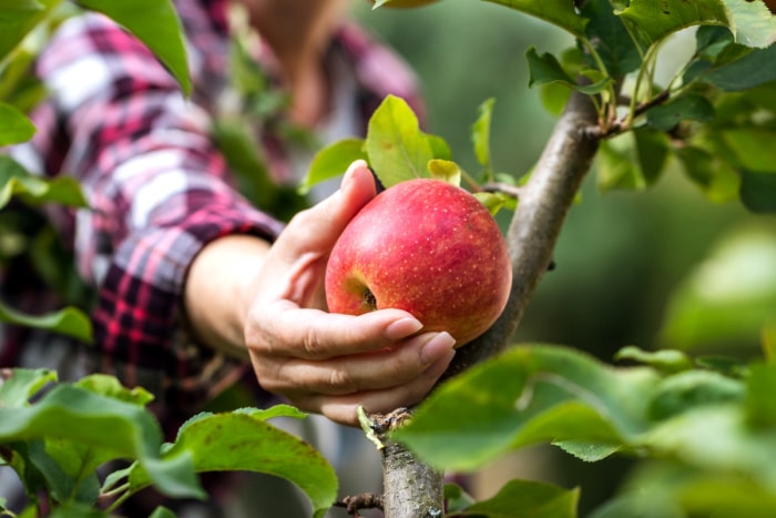 Femme cueillant une pomme sur un arbre