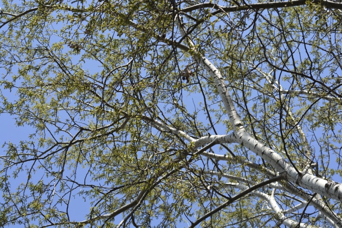 Arbres blancs Peuplier blanc