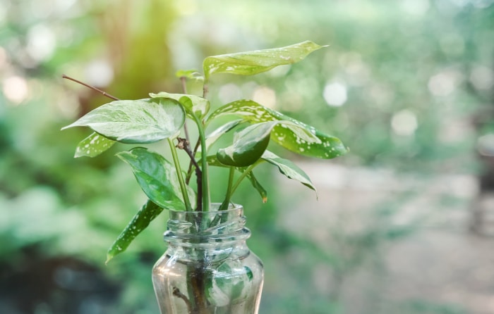 soins des plantes à pointe de flèche