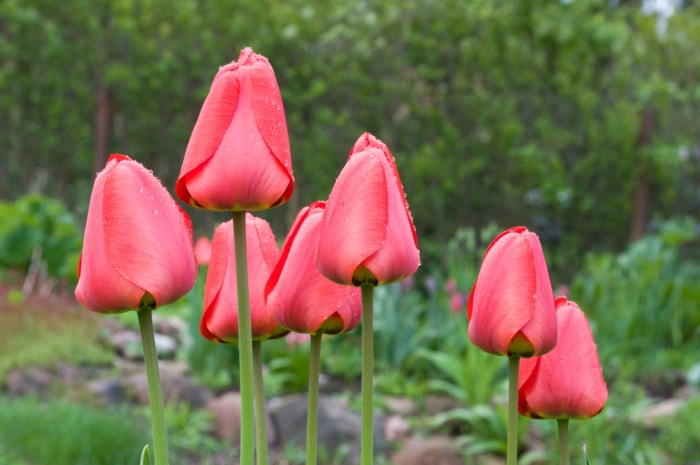 12 façons de prédire le temps en observant la nature dans votre jardin - tulipes roses