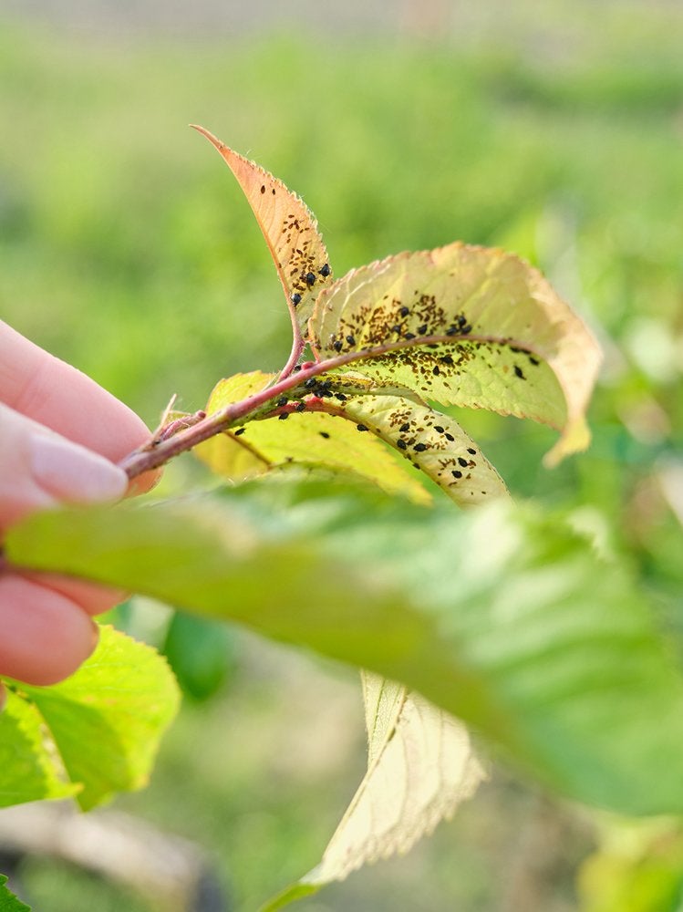 9 signes indiquant que vous avez un problème de nuisibles dans votre jardin