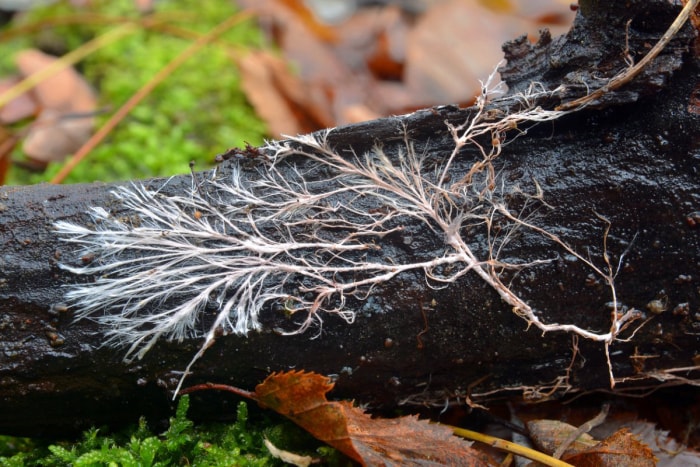 Mycélium répandu sur un arbre mort parmi la litière de feuilles.