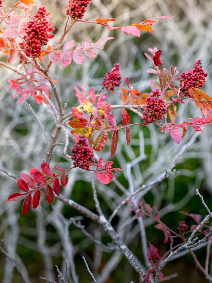 10 plantes de jardin qui nourriront les oiseaux de basse-cour en automne et en hiver