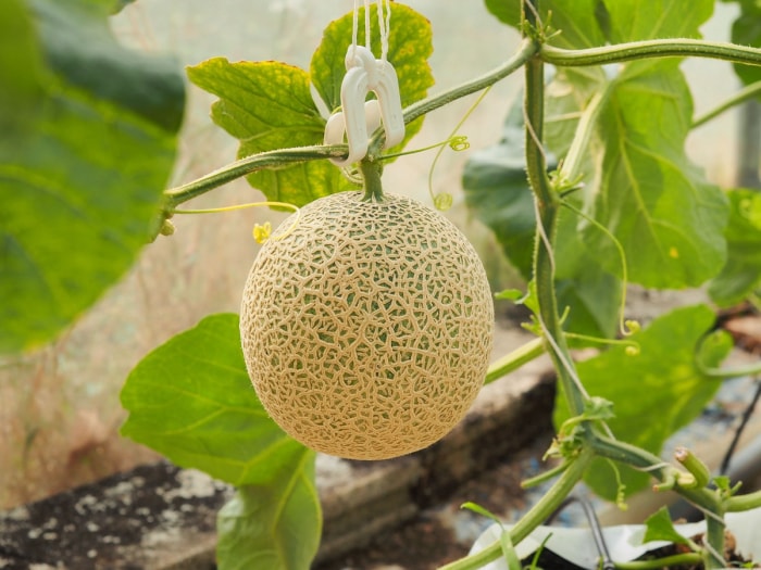 Jeune melon cantaloup poussant sur une vigne.