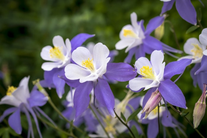 Fleurs d'ancolie violette poussant à l'extérieur.