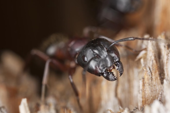 Signes de fourmis charpentières dans la maison Bruits de bruissement