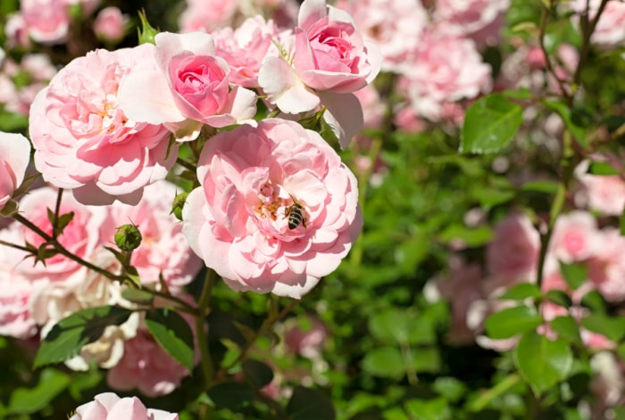 Roses roses à couper le souffle