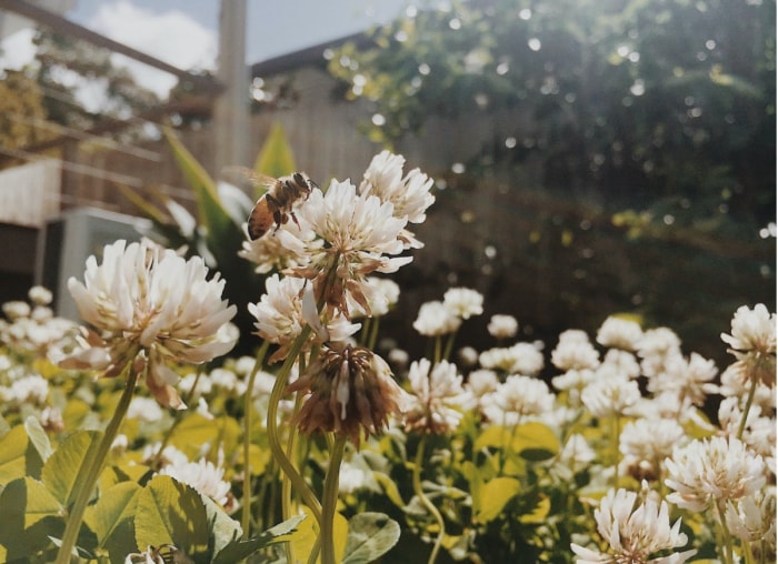 10 façons de rendre votre jardin plus propice aux abeilles