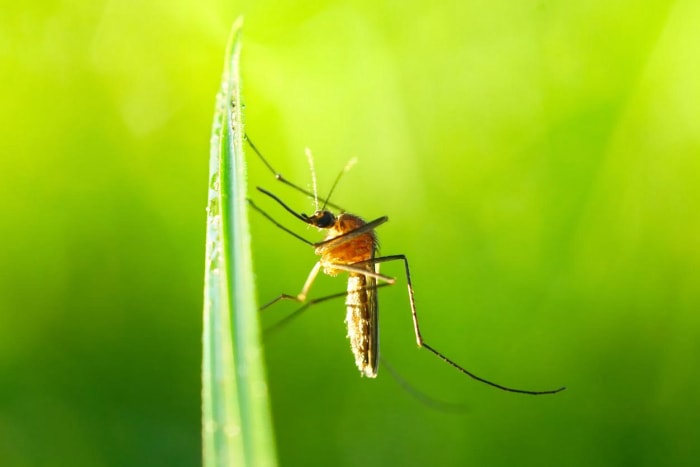 Parasites communs du jardin Les moustiques