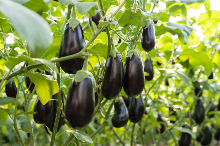 aubergine poussant dans un jardin familial planté en septembre