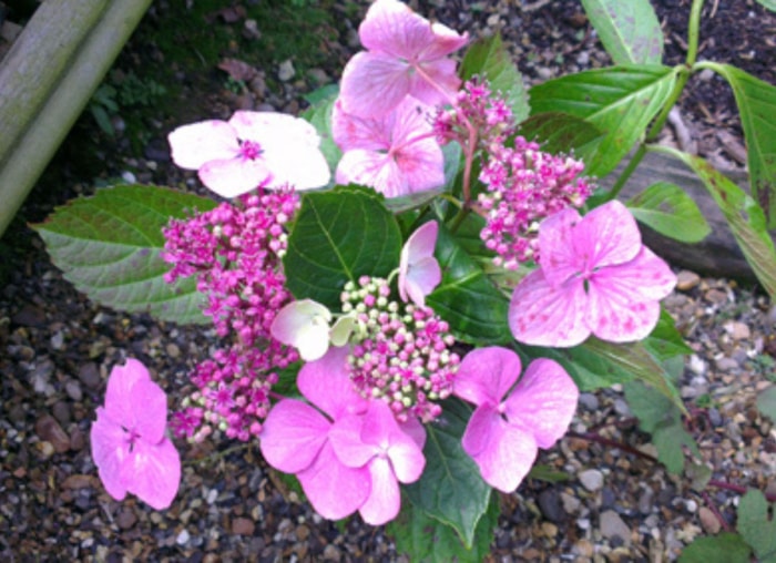 Plantez ces 12 hortensias pour un jardin époustouflant