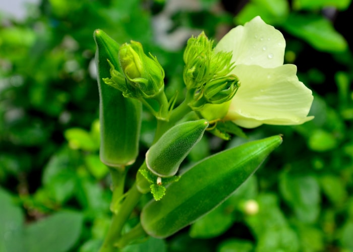 plantes pièges