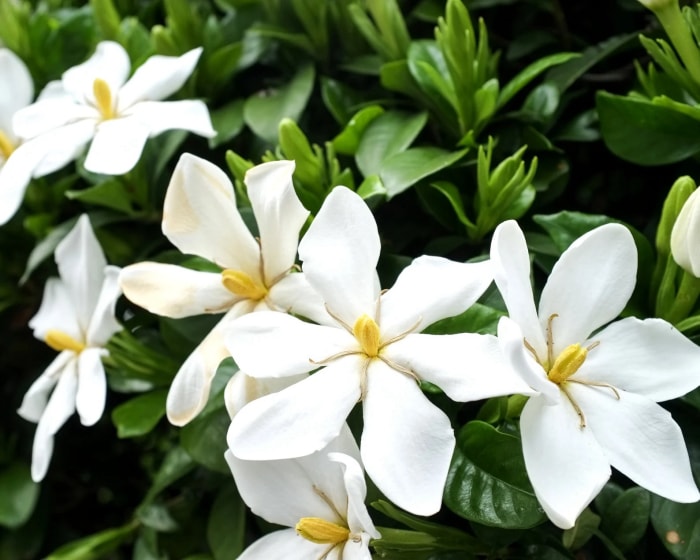 gros plan de fleurs de gardénia sur une plante