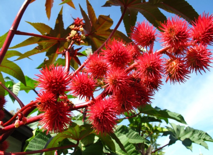 10 plantes hautes pour un paysage intéressant