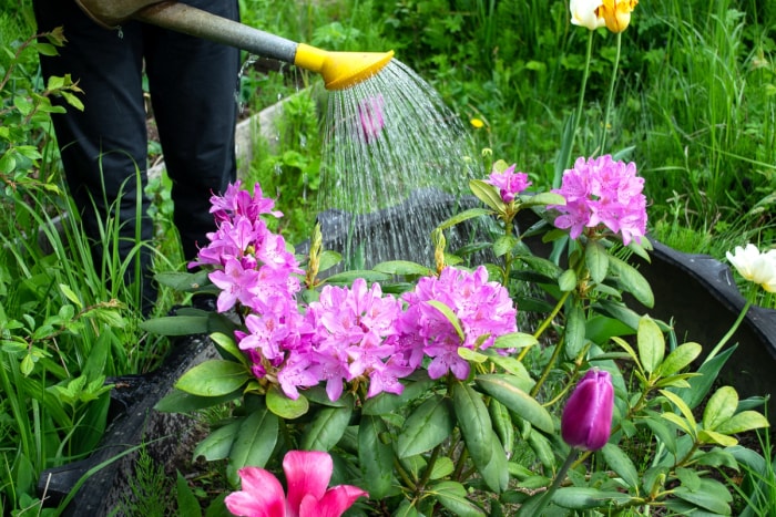 Un jardinier arrose une plante à fleurs roses dans le jardin.