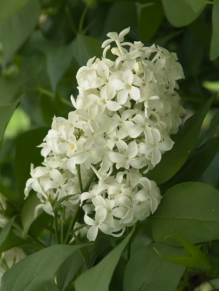 variétés de lilas